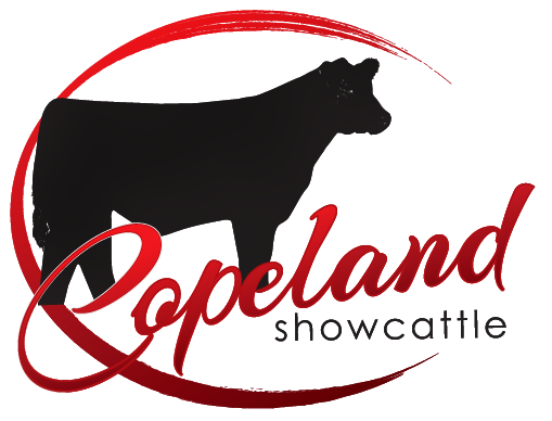 Copeland Show Cattle - Nara Visa, NM